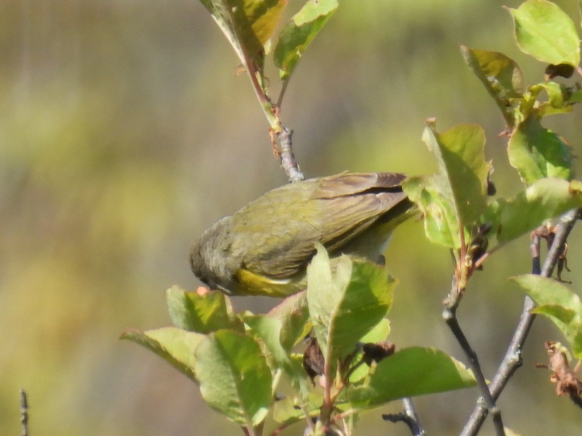 Nashville Warbler - ML619259655