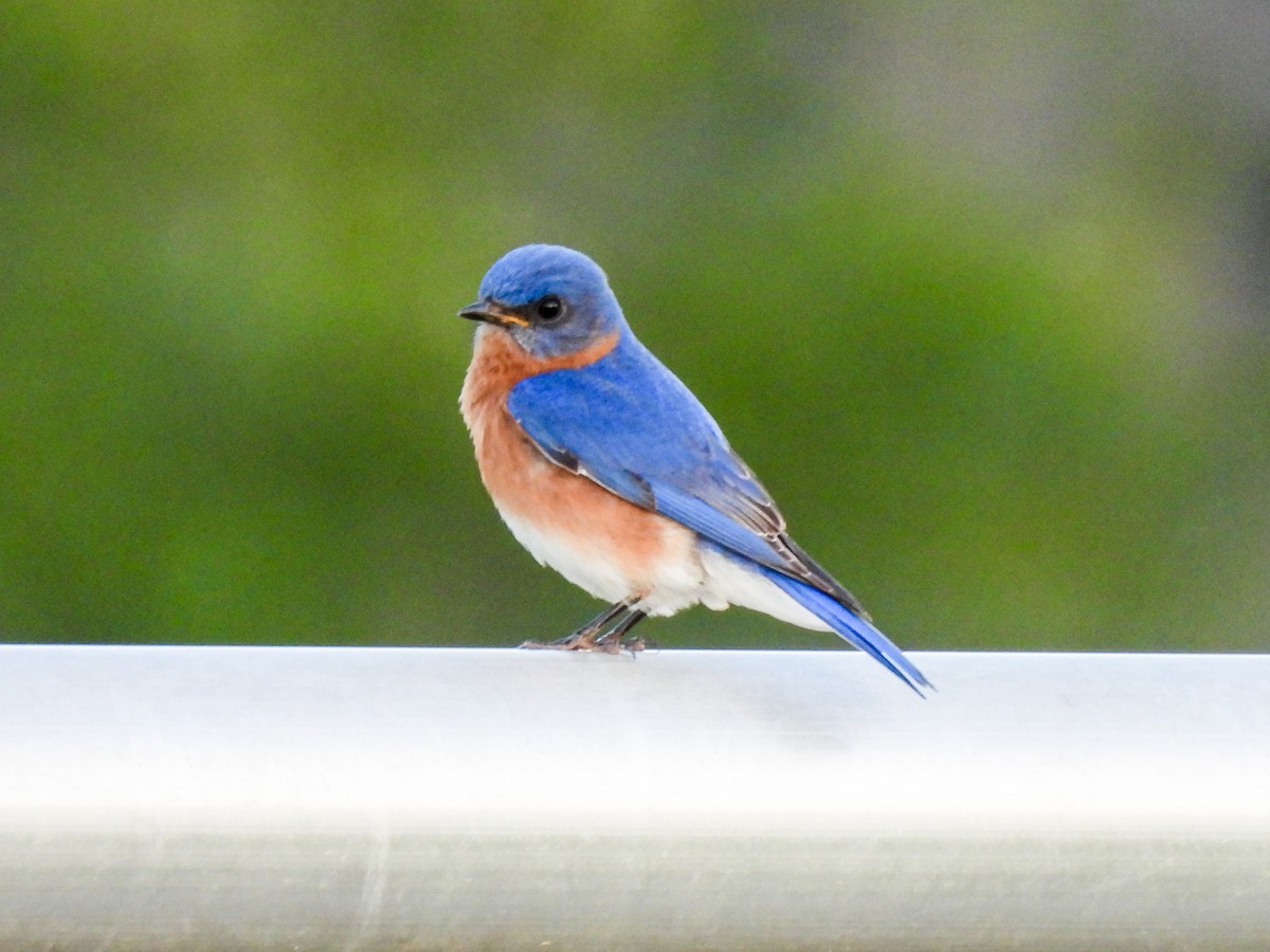 Eastern Bluebird - Sophie Dismukes