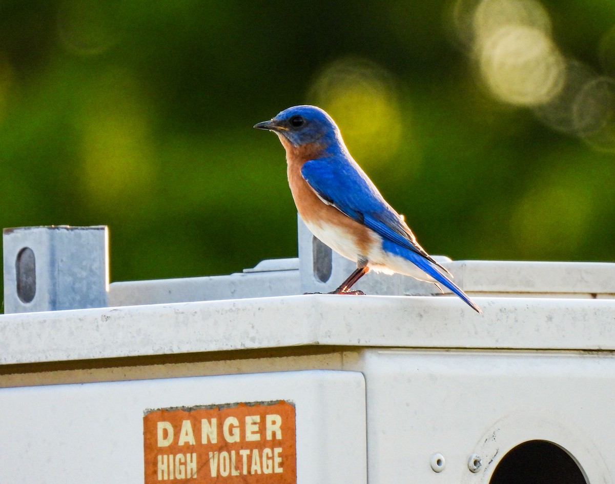 Eastern Bluebird - Sophie Dismukes