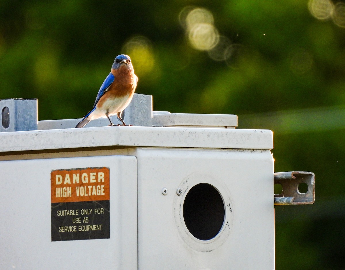 Eastern Bluebird - Sophie Dismukes