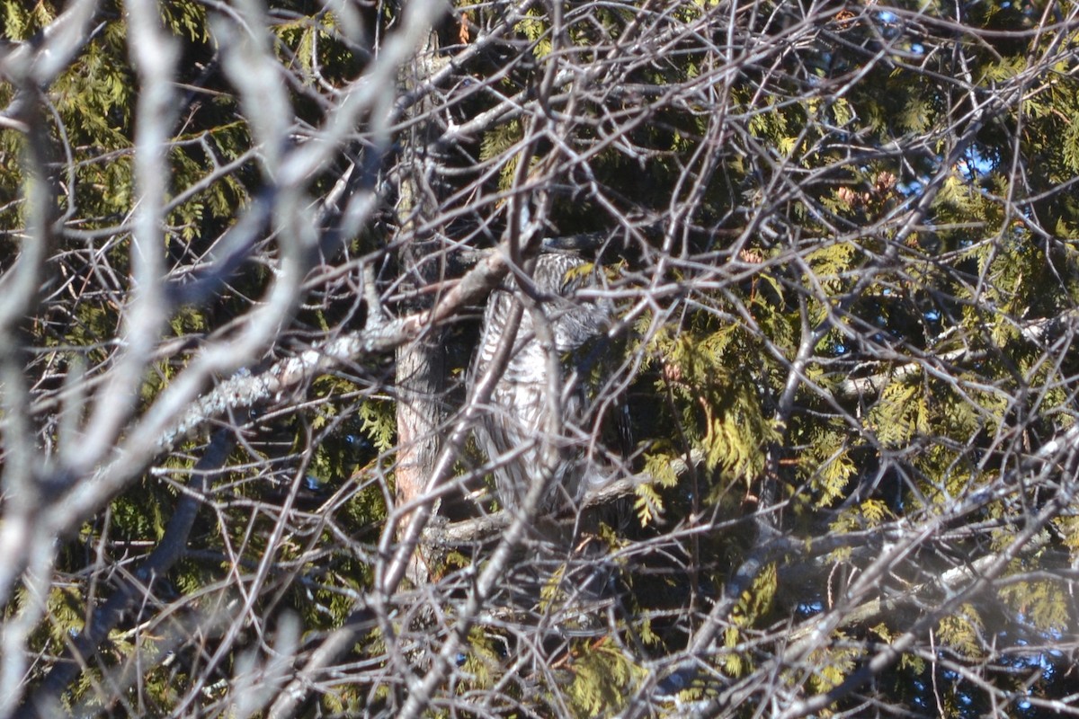 Barred Owl - ML619259672