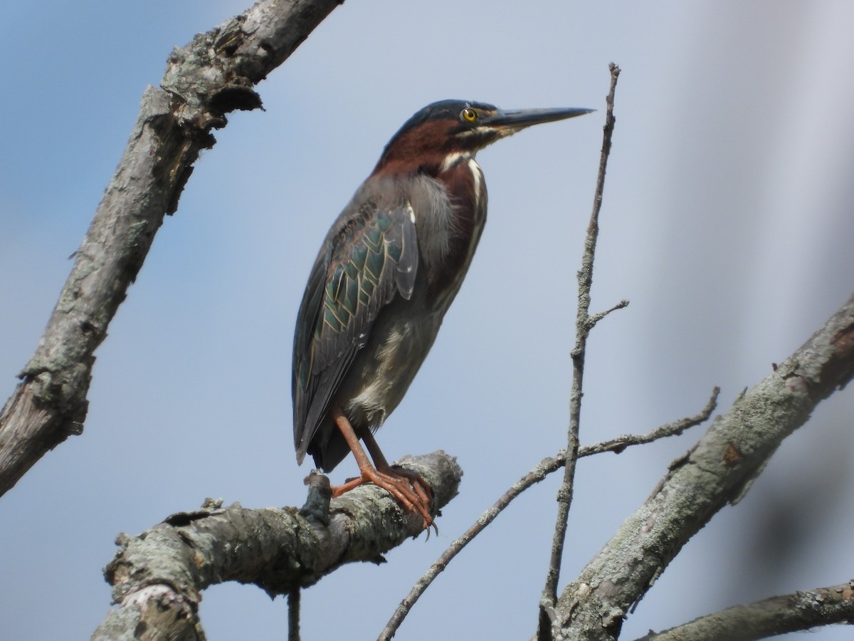 Green Heron - Amy Lyyski