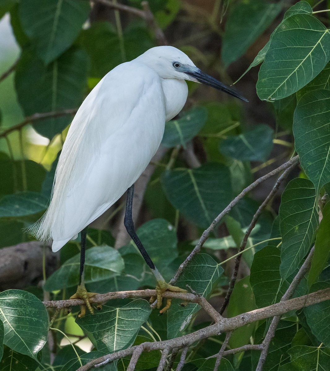 Little Egret - John le Rond