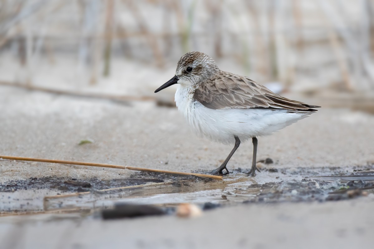 Semipalmated Sandpiper - Ryan Douglas