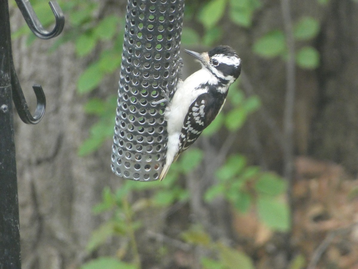 Hairy Woodpecker - Paul Mackenzie