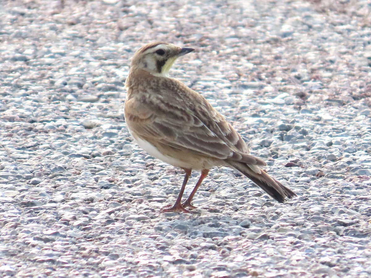 Horned Lark - ML619259694