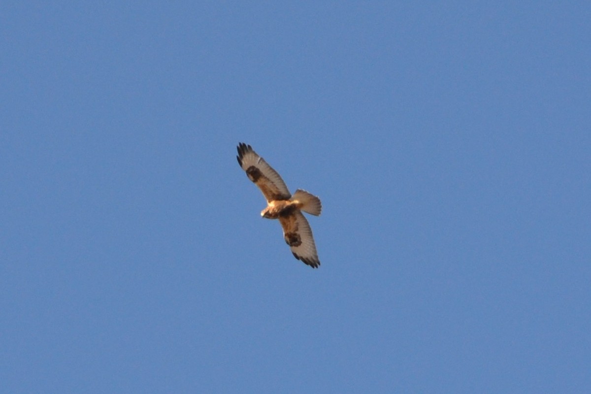 Rough-legged Hawk - Sarah Bonnett