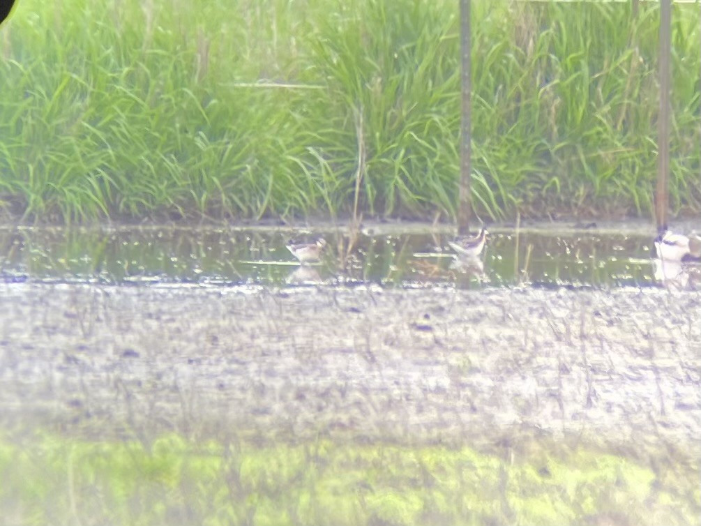 Wilson's Phalarope - Luke Hastings