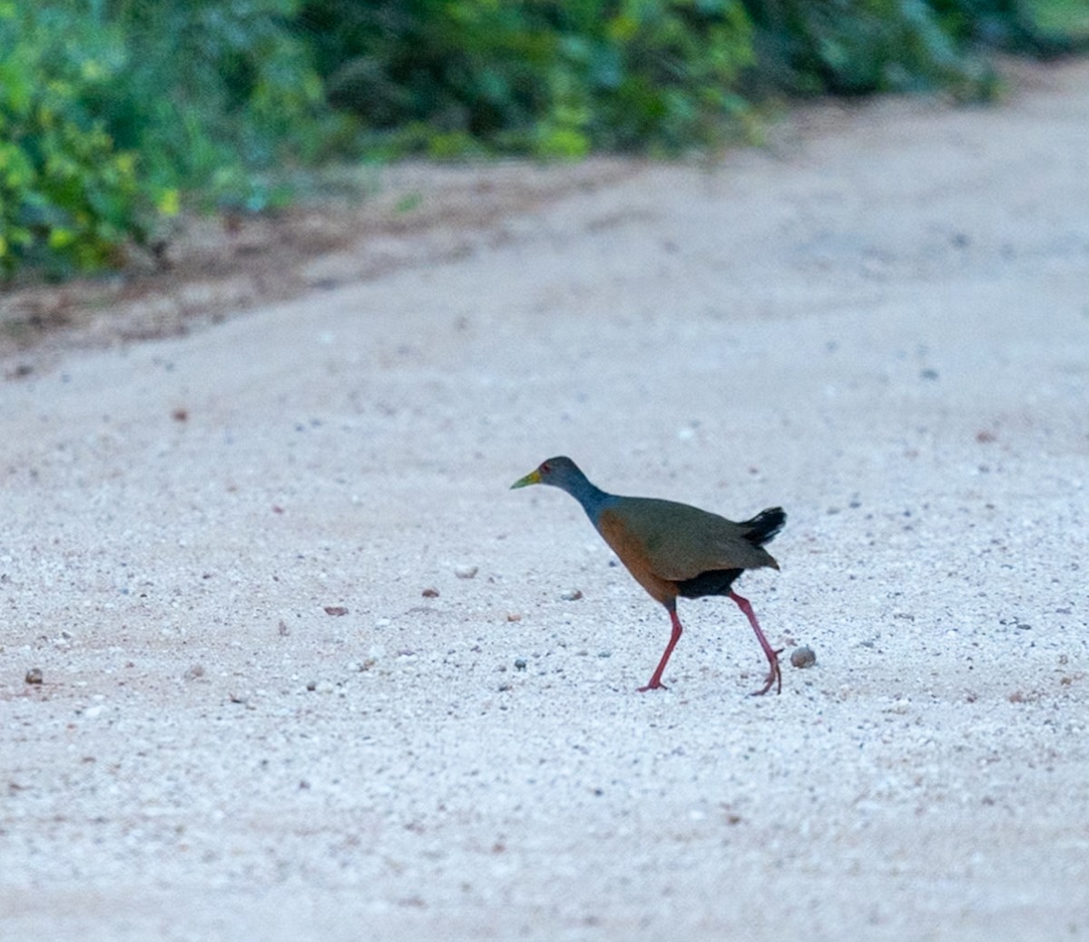 Gray-cowled Wood-Rail - Marcus Müller