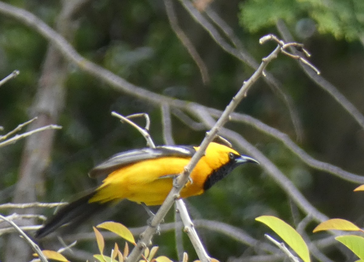 Hooded Oriole - Sally Picciotto