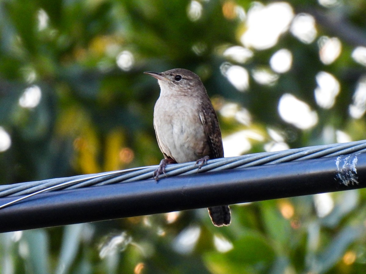 House Wren - Sophie Dismukes