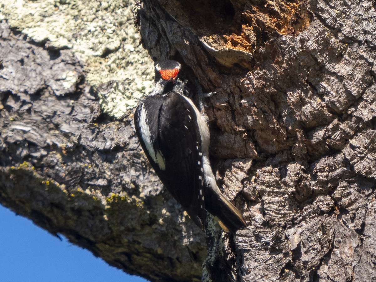 Hairy Woodpecker - Steven Hunter