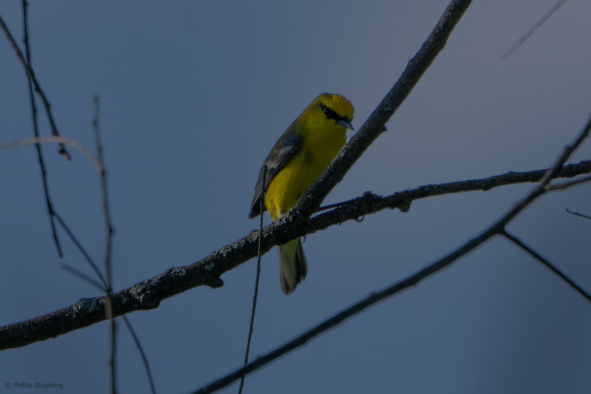 Blue-winged Warbler - ML619259721