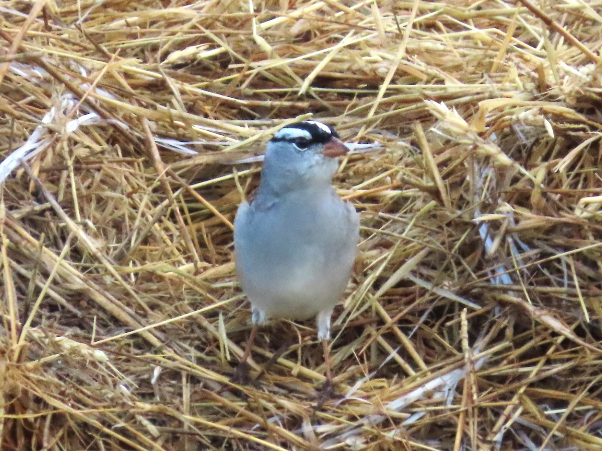 White-crowned Sparrow - ML619259729