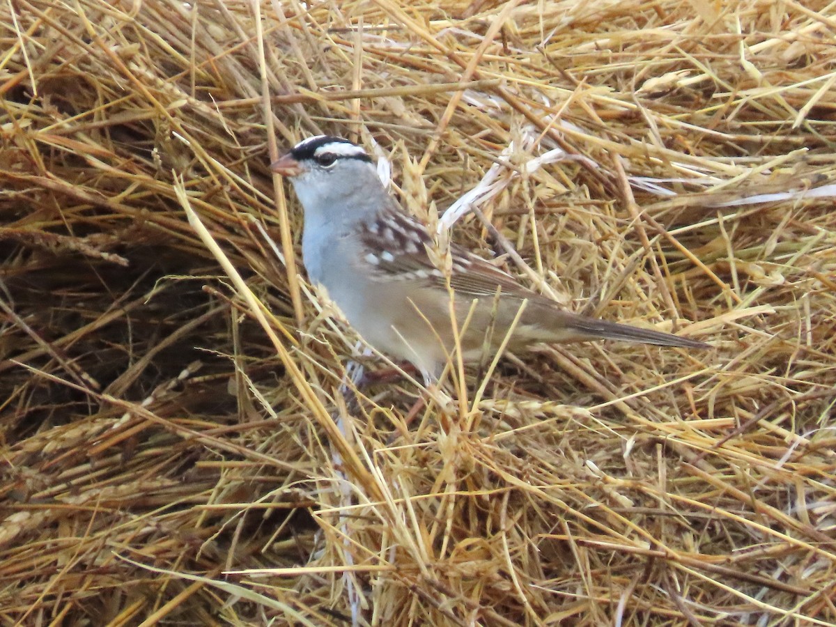White-crowned Sparrow - ML619259730