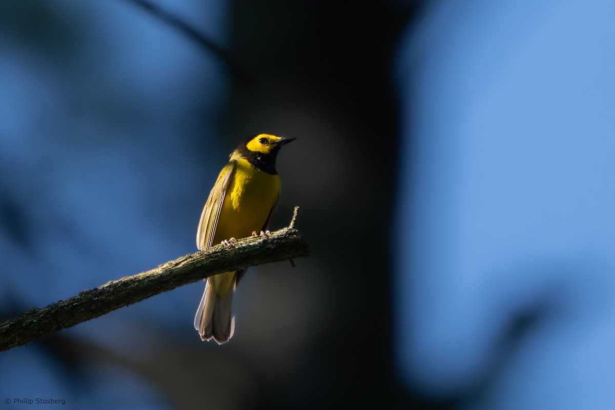 סבכון שחור-ראש - ML619259735