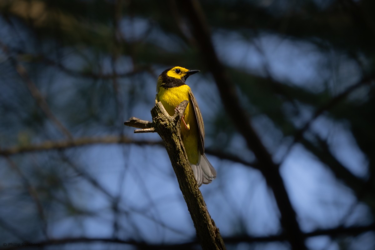 Hooded Warbler - Phillip Stosberg