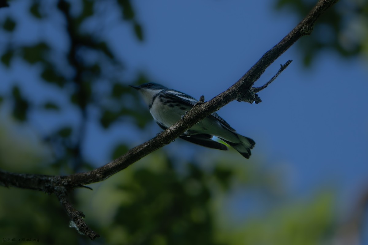 Cerulean Warbler - Phillip Stosberg