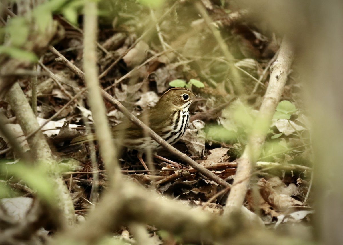 Ovenbird - Katrina Moilanen