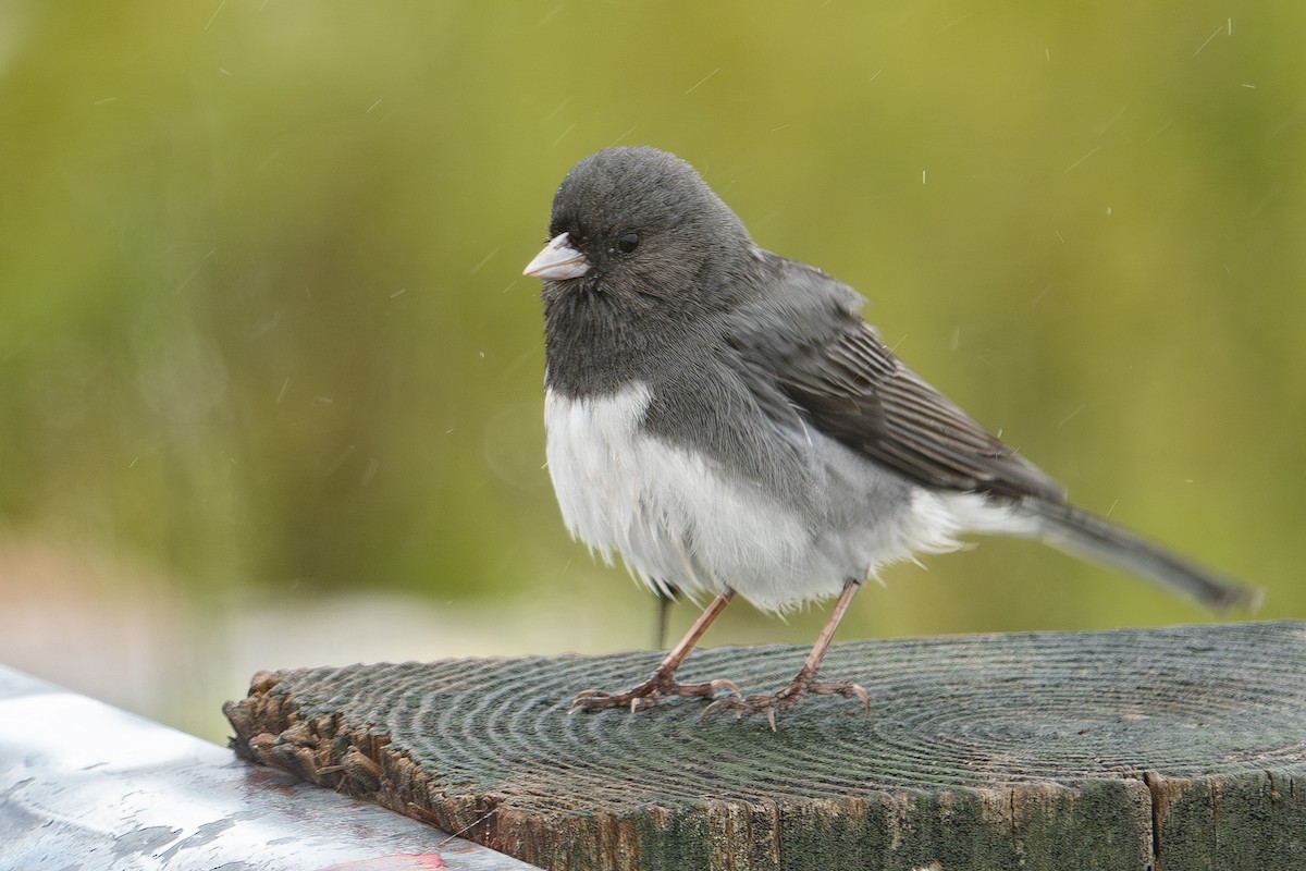 Dark-eyed Junco - Vic Laubach