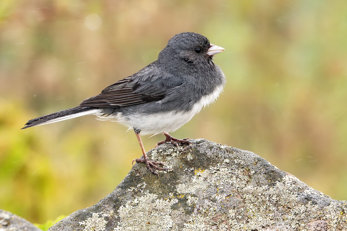 Dark-eyed Junco - Vic Laubach