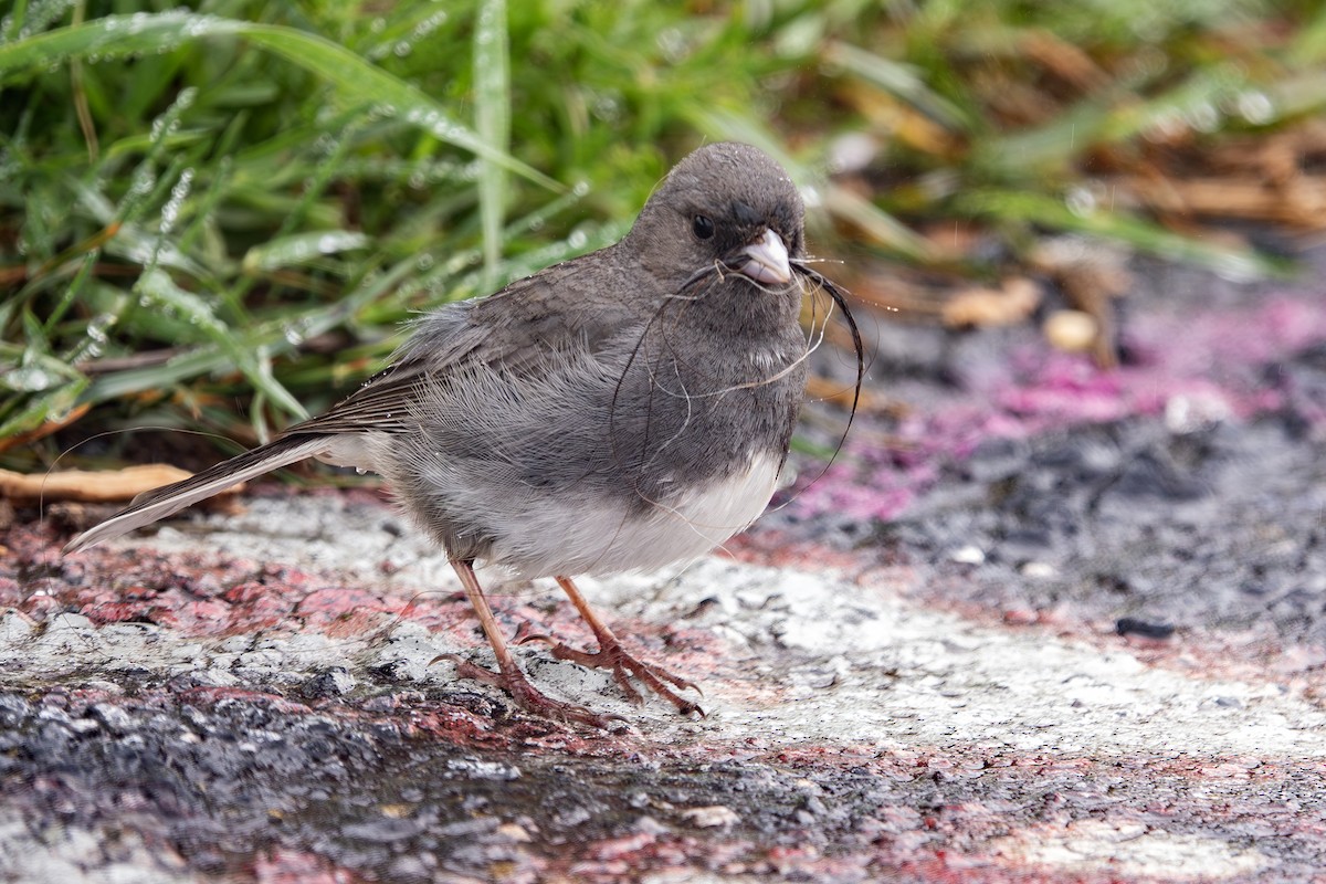 Dark-eyed Junco - Vic Laubach