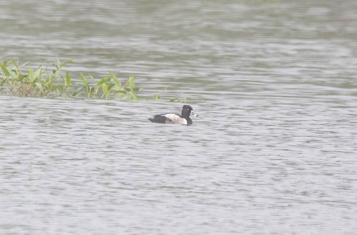 Ring-necked Duck - ML619259781