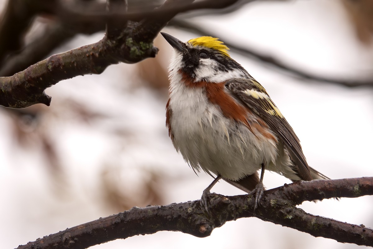 Chestnut-sided Warbler - Vic Laubach