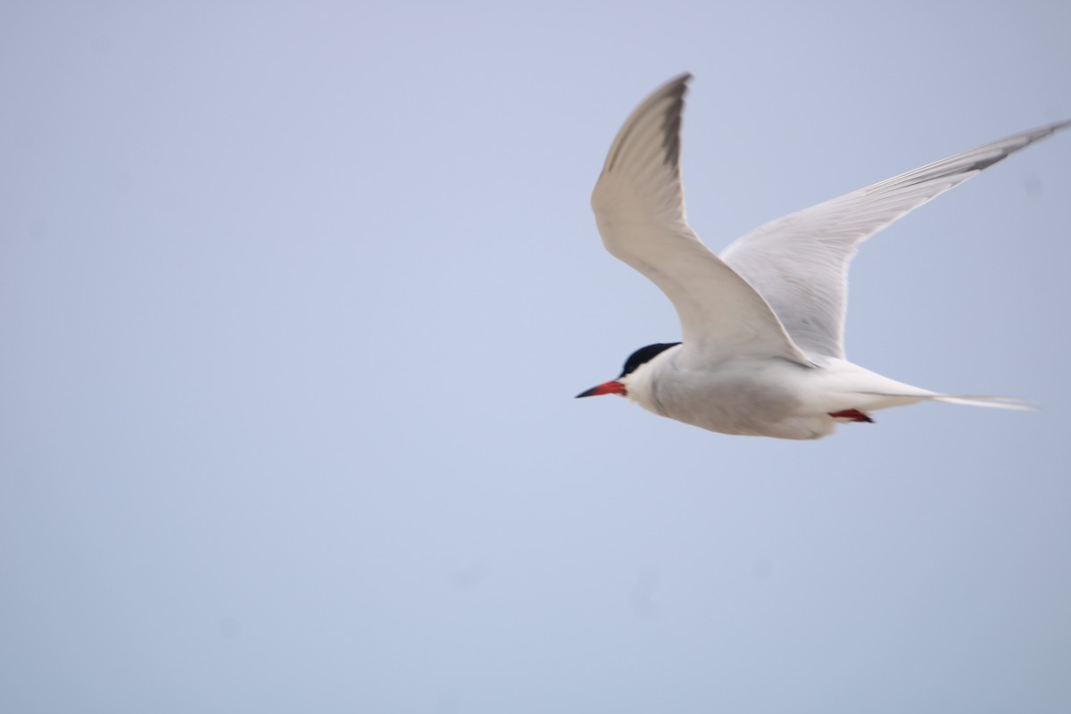 Common Tern - Ryan Giordanelli