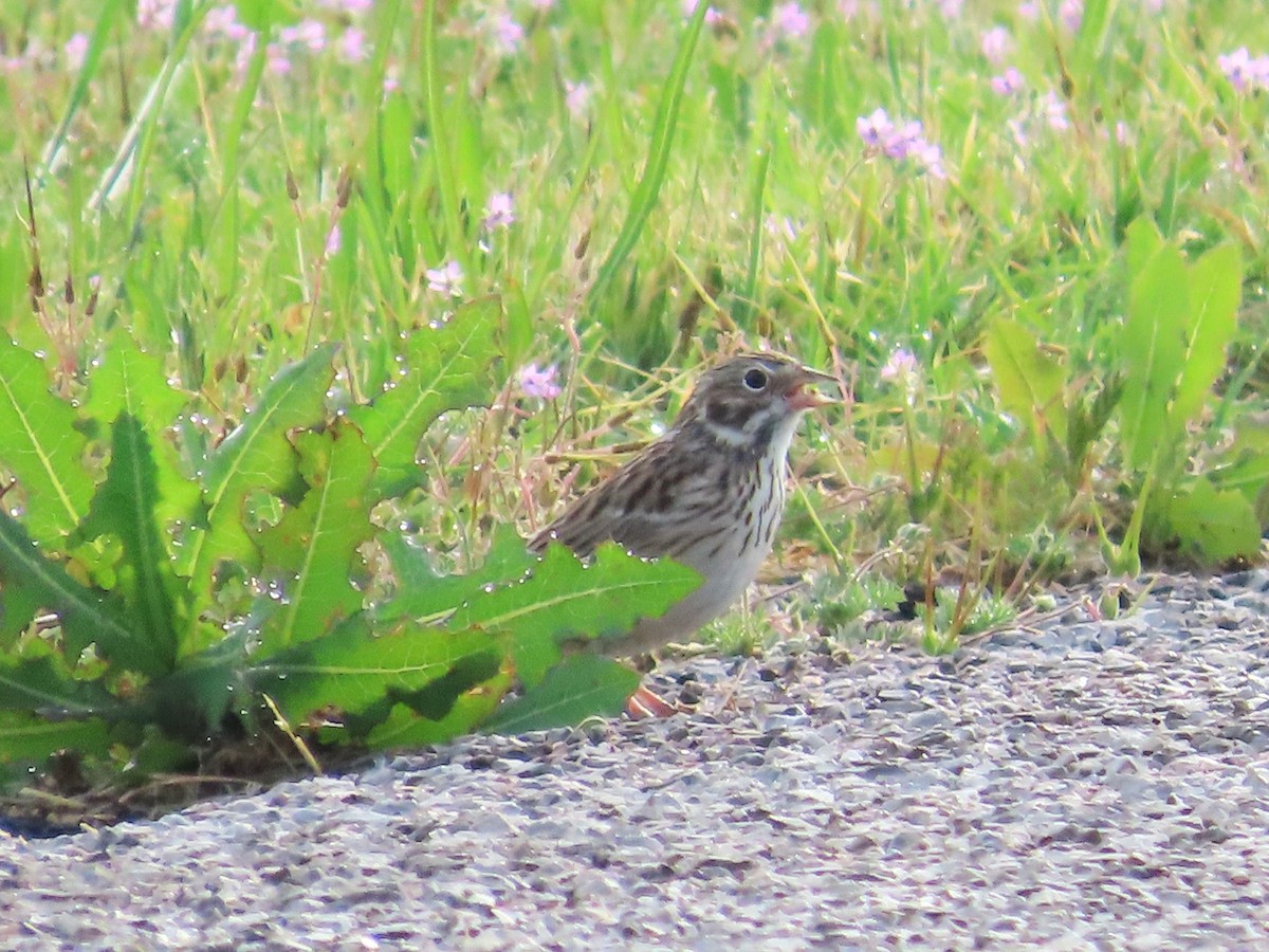 Vesper Sparrow - Teresa Noel