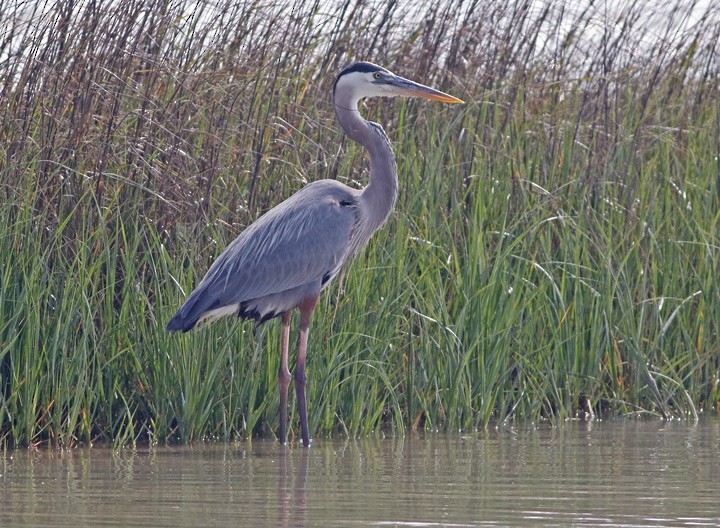 Great Blue Heron (Great Blue) - ML61925981