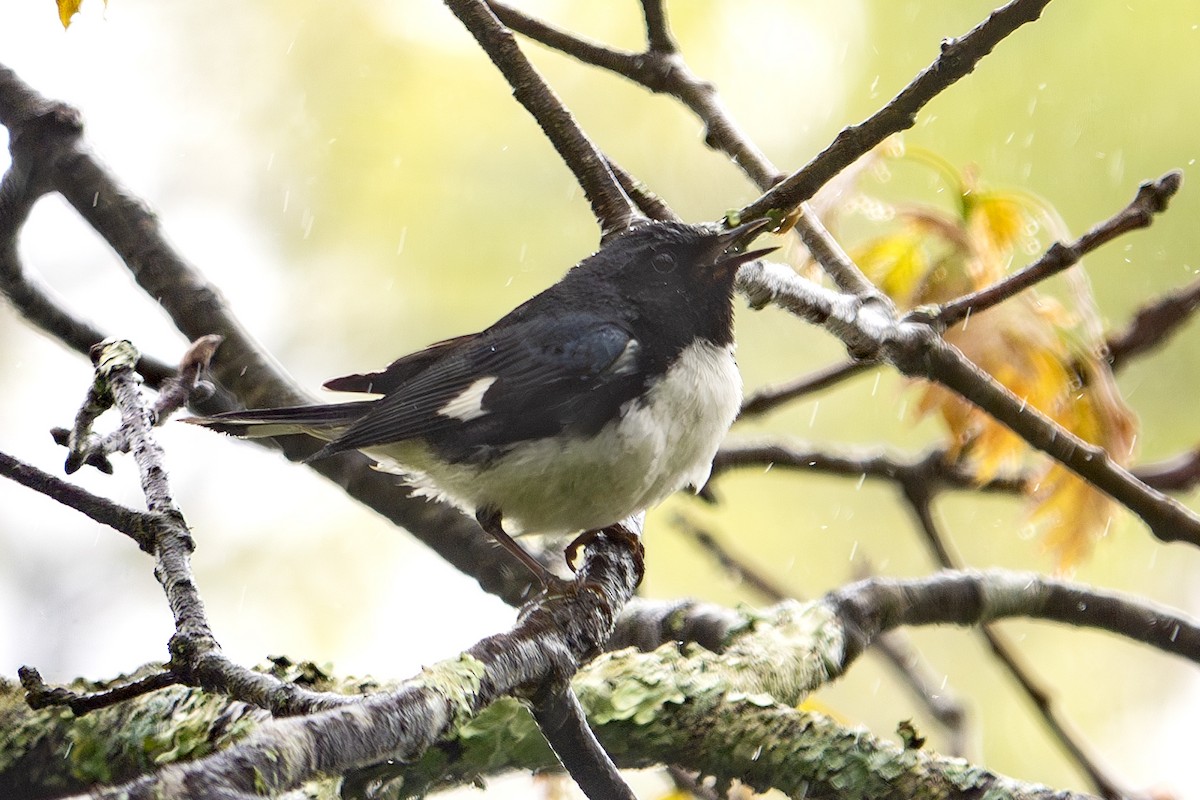 Black-throated Blue Warbler - Vic Laubach