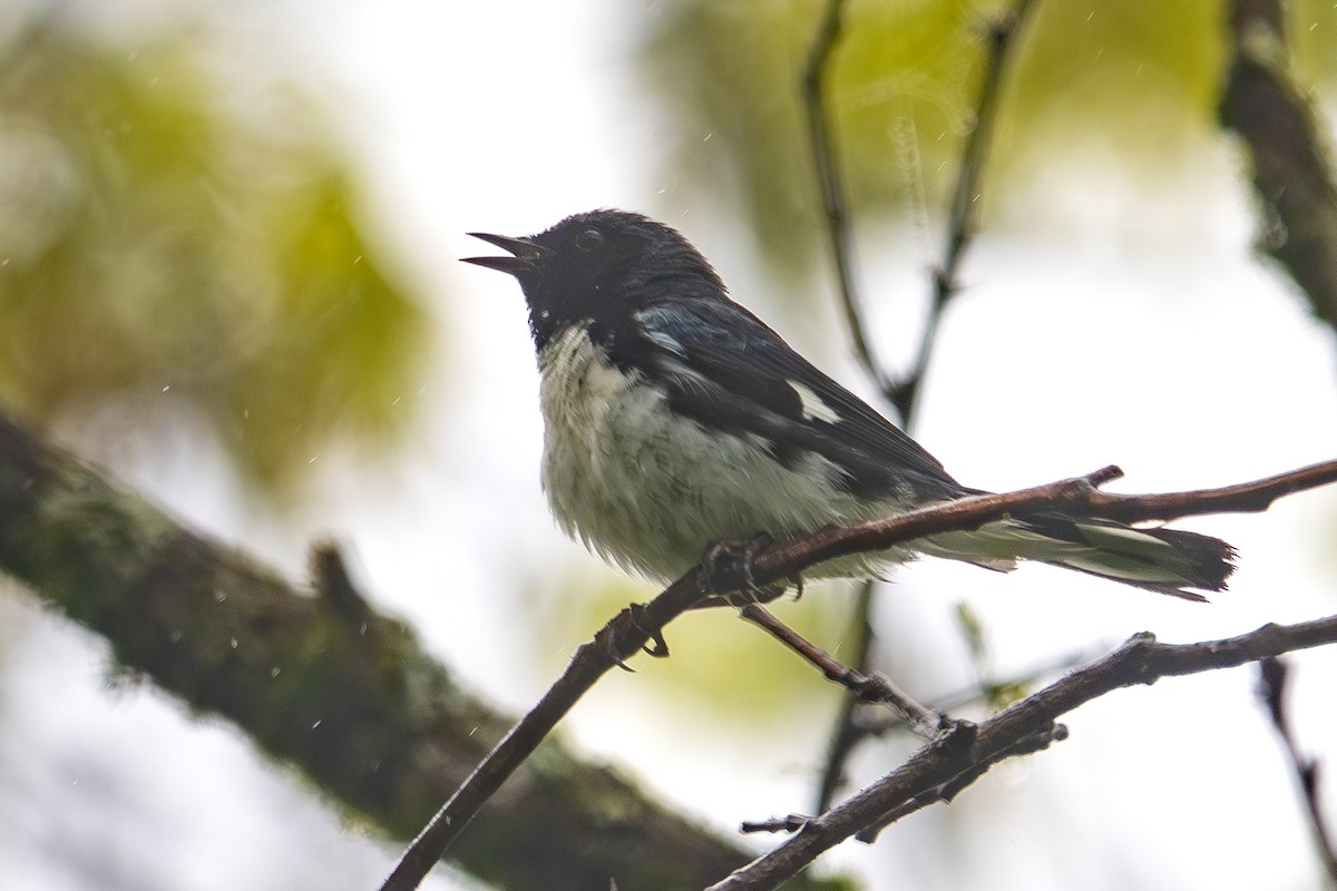 Black-throated Blue Warbler - Vic Laubach