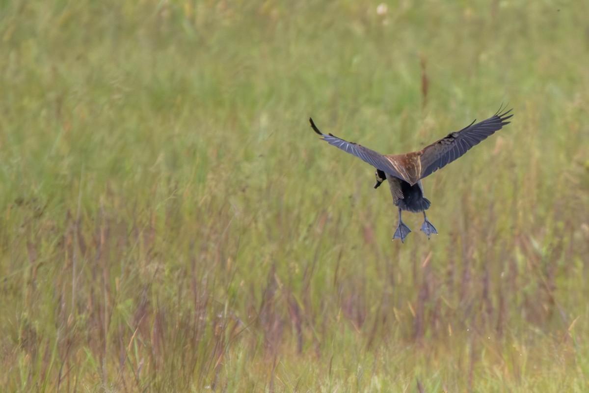 White-faced Whistling-Duck - Katia Oliveira