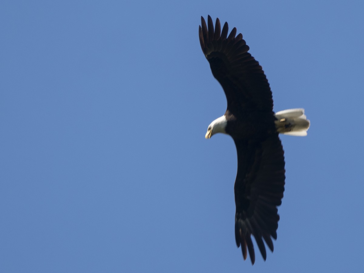 Bald Eagle - ML619259824