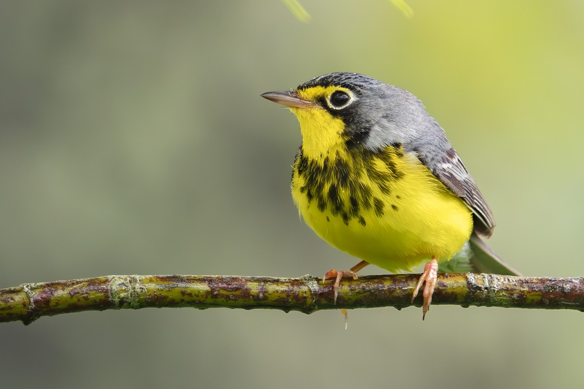 Canada Warbler - Vic Laubach