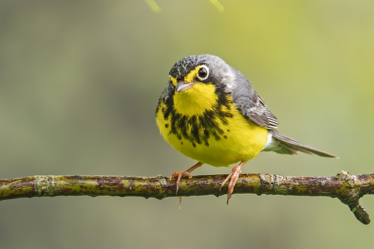 Canada Warbler - Vic Laubach