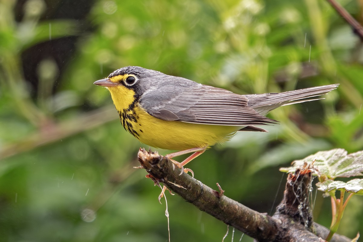 Canada Warbler - Vic Laubach