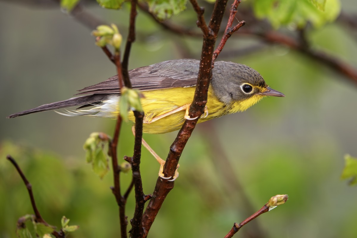 Canada Warbler - Vic Laubach