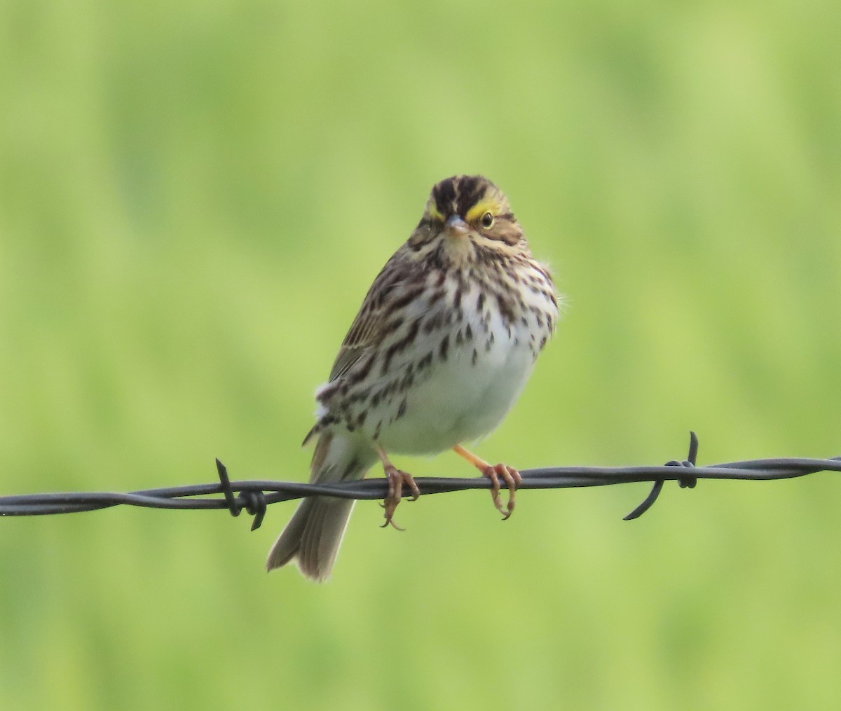 Savannah Sparrow - ML619259830