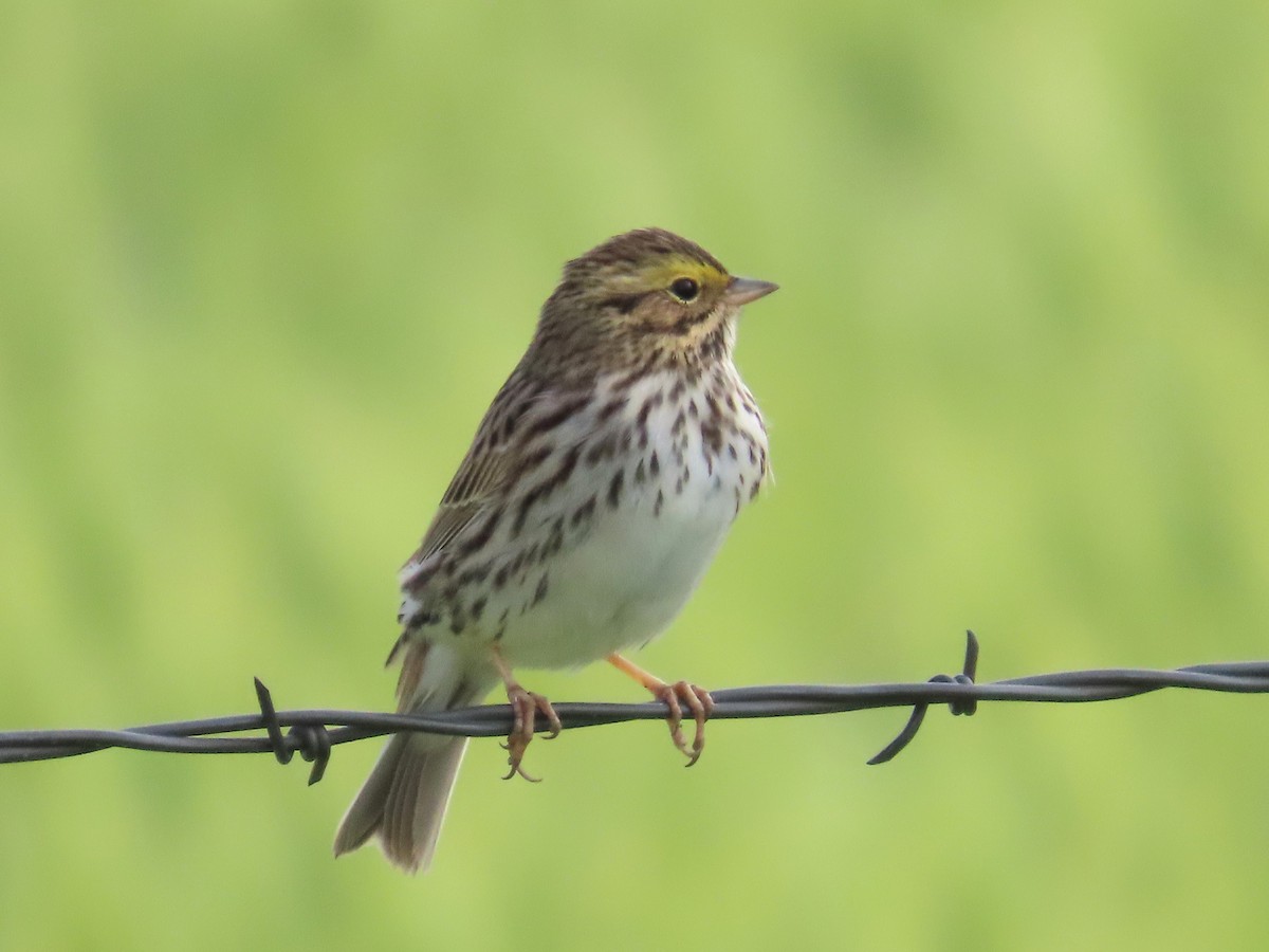 Savannah Sparrow - ML619259832