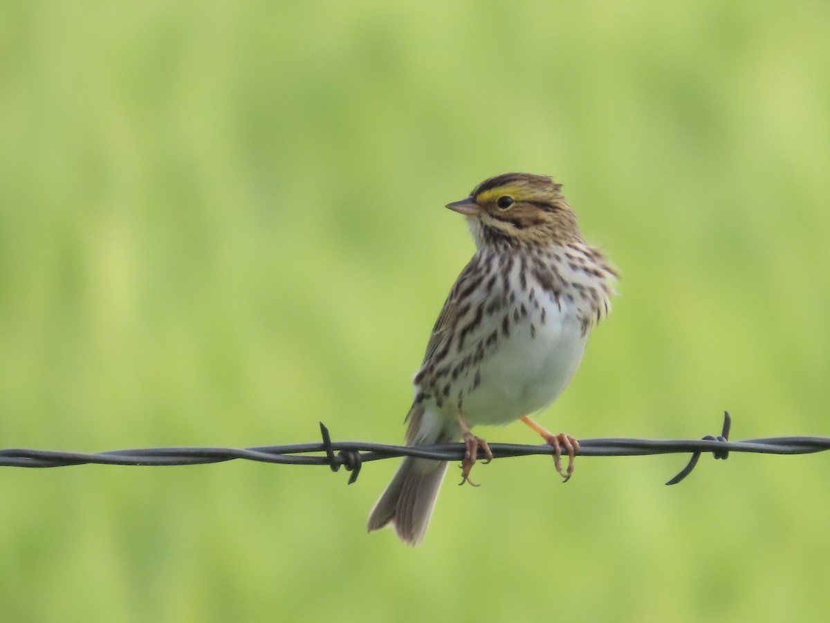 Savannah Sparrow - ML619259833