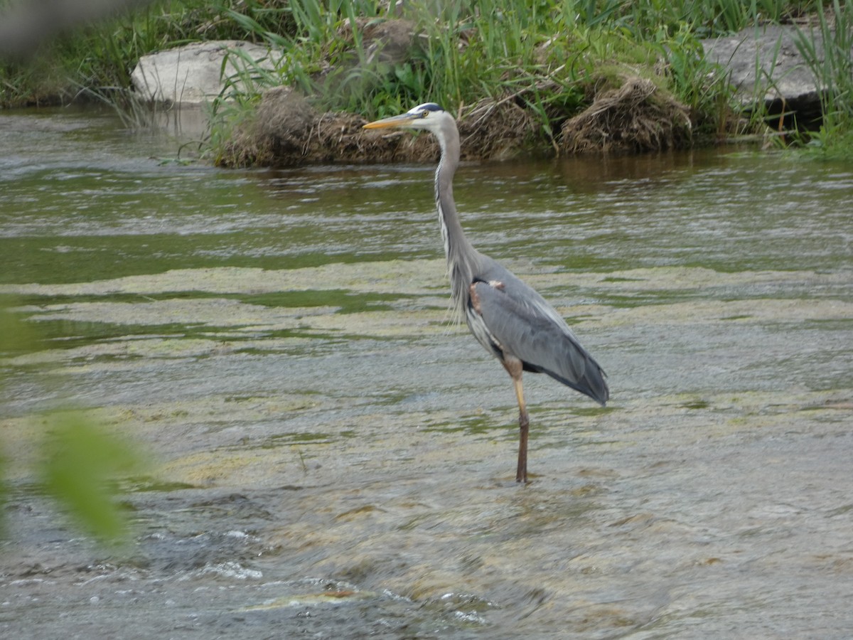 Great Blue Heron - Paul Mackenzie