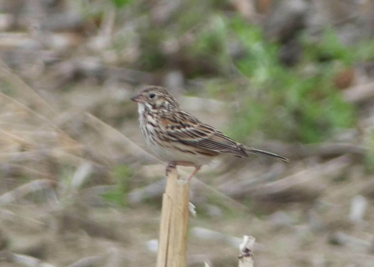 Vesper Sparrow - ML619259862