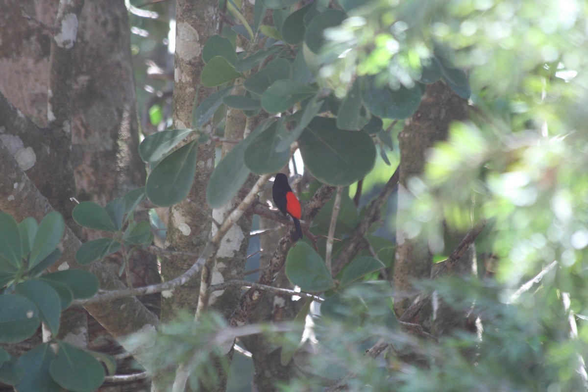 Scarlet-rumped Tanager - dan davis