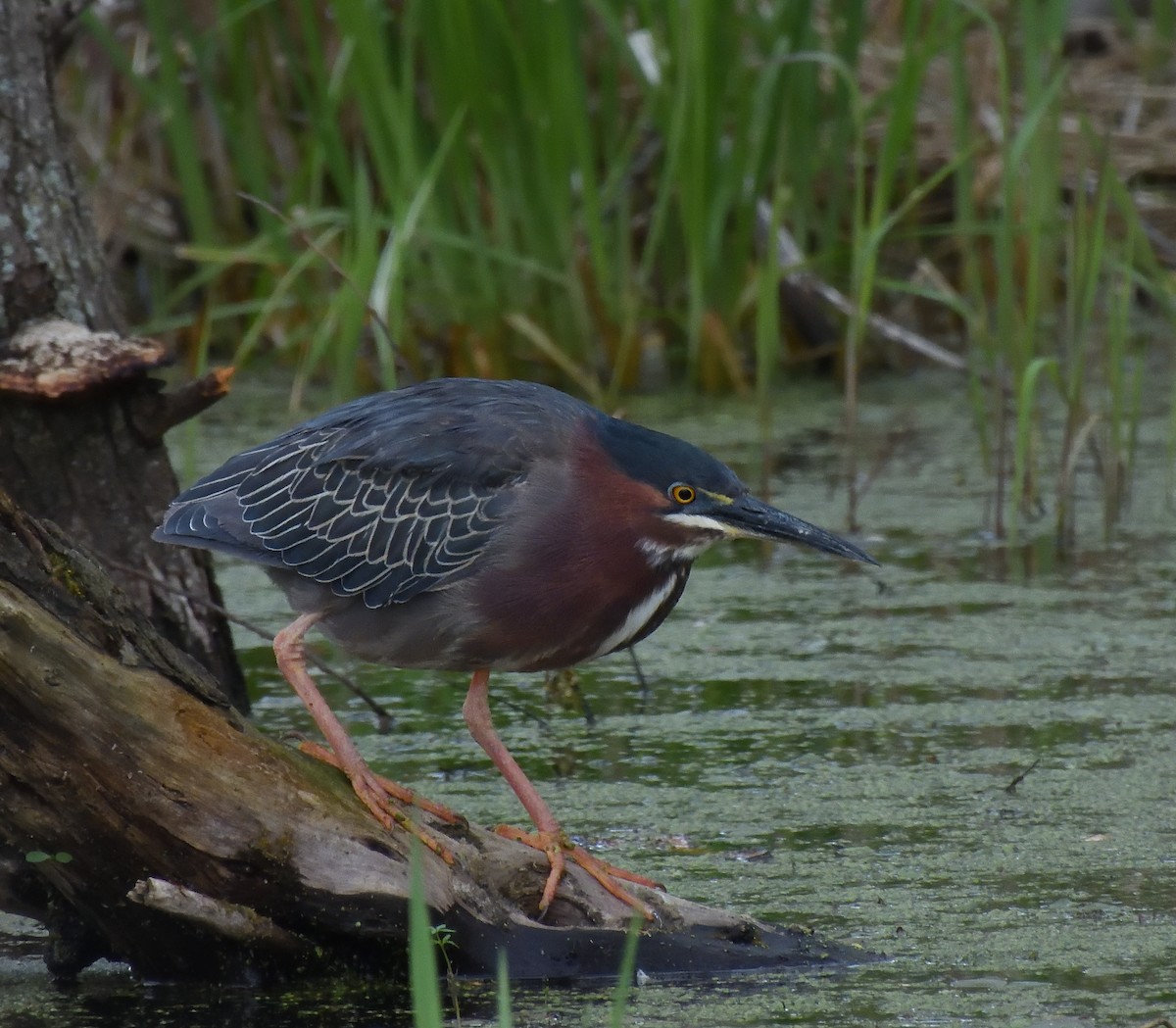 Green Heron - ML619259871