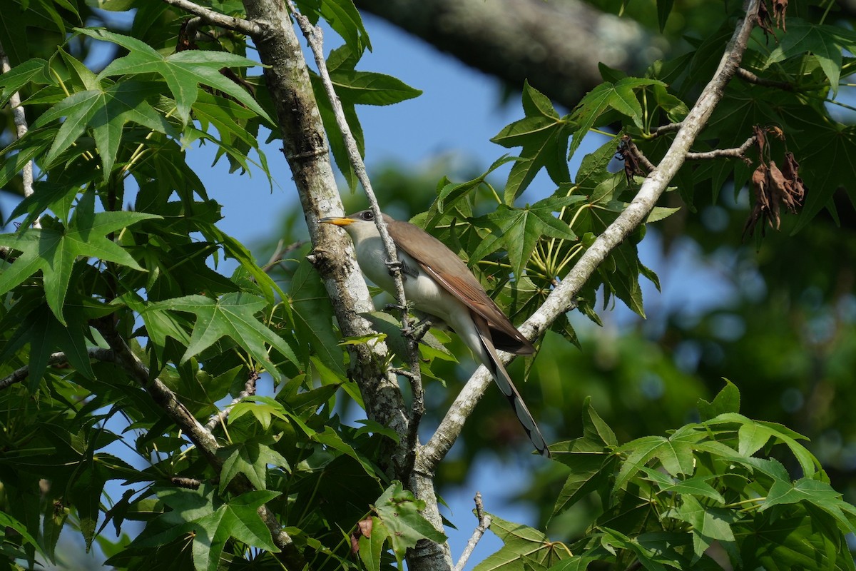 Yellow-billed Cuckoo - ML619259875