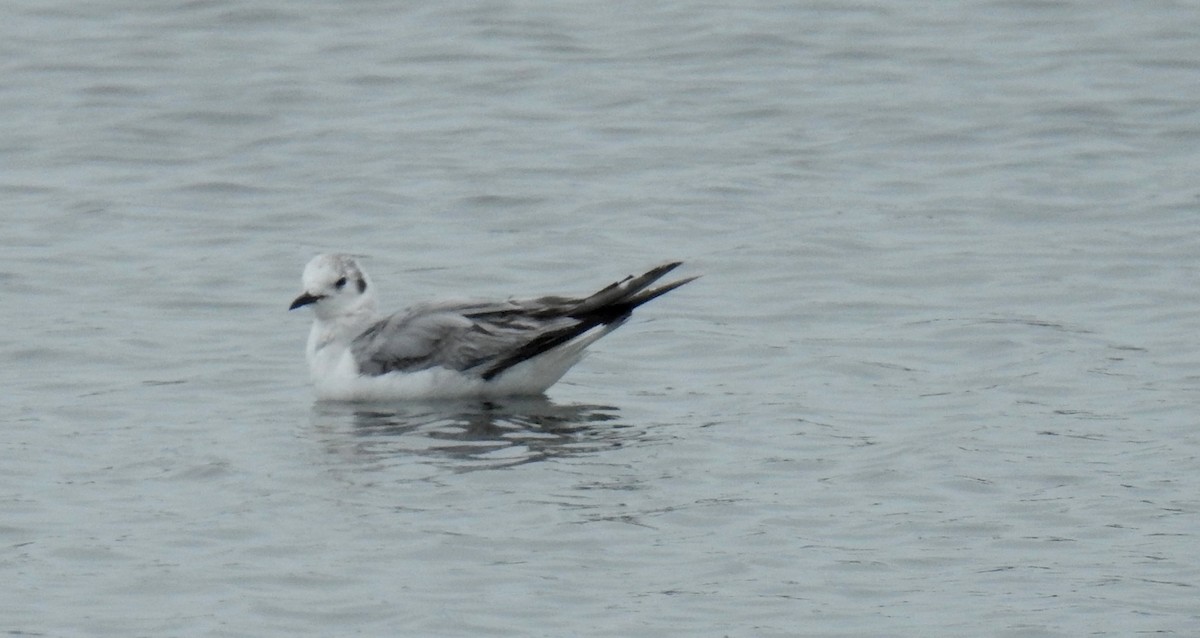 Bonaparte's Gull - Anca Vlasopolos