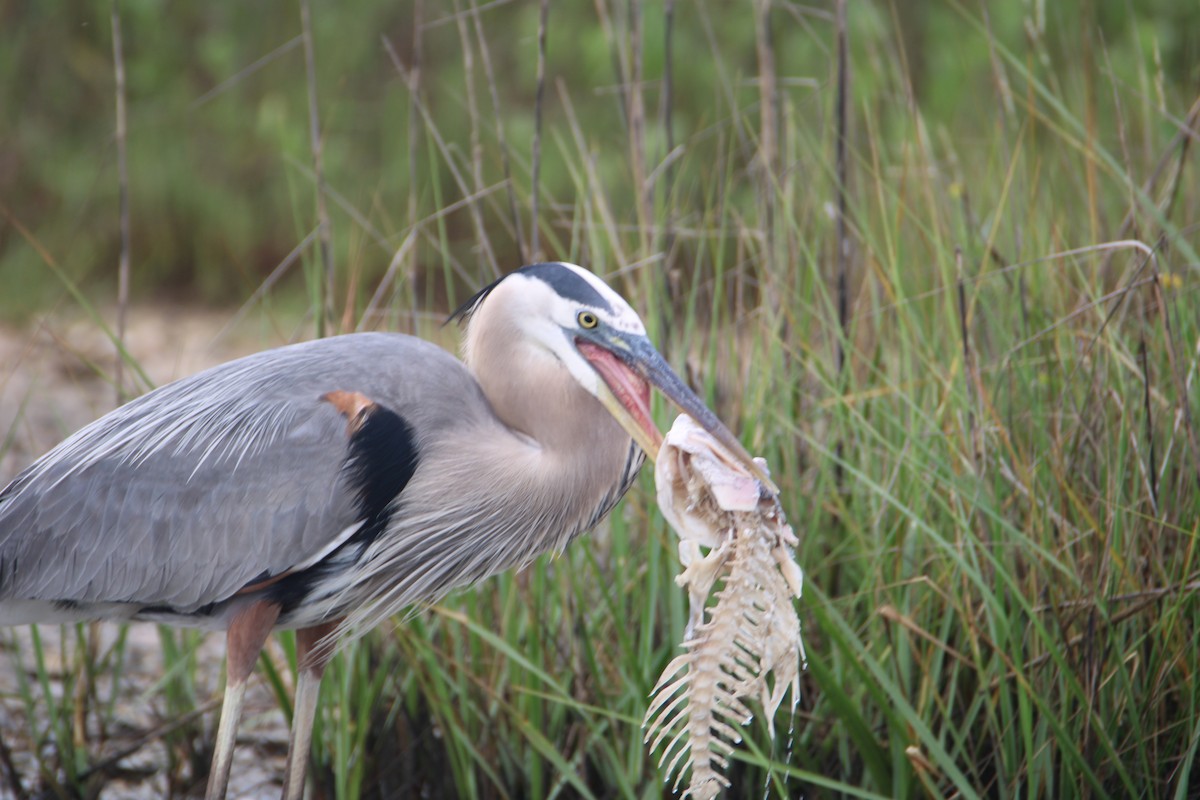 Great Blue Heron - Ryan Giordanelli