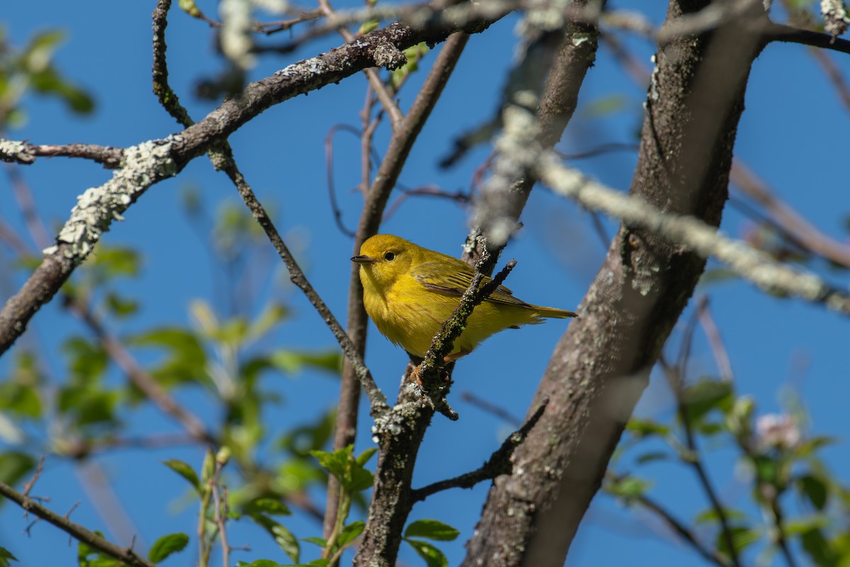 Yellow Warbler - Alton Spencer